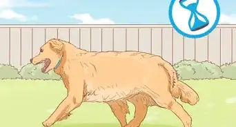 Treat Skin Allergies in Golden Retrievers