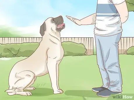 Image titled Care for an English Mastiff Step 14