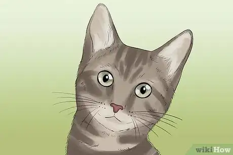 Image titled Take Photos of Adoptable Cats Step 15
