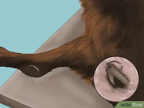 Image titled Diagnose Osteochondrosis Dissecans in Rottweilers Step 7