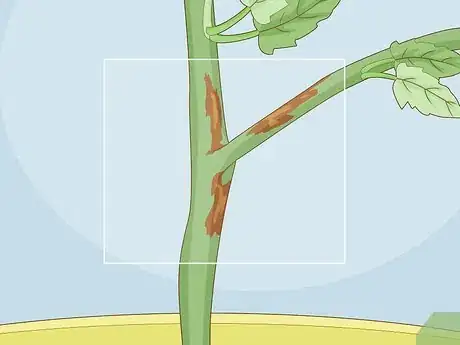 Image titled Identify Tomato Plant Diseases Step 3