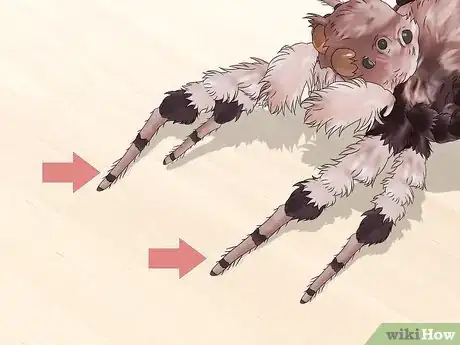 Image titled Identify a Portia Spider Step 5