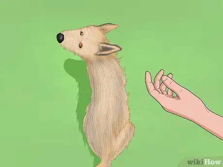 Image titled Identify a Berger Picard Step 13