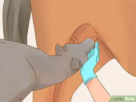 Image titled Care for a Foal Step 3