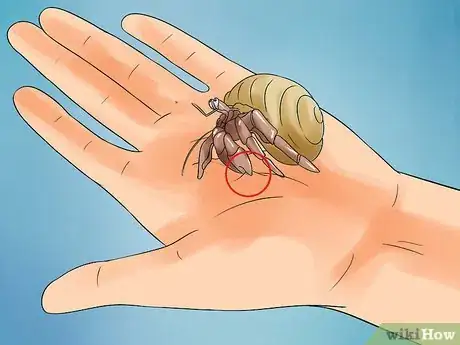 Image titled Care for Hermit Crabs Step 18