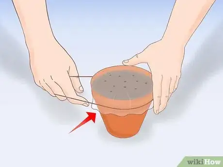 Image titled Plant a Lemon Seed Step 8