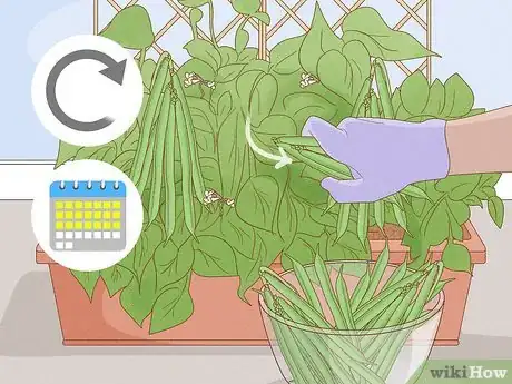 Image titled Grow Green Beans Indoors Step 10