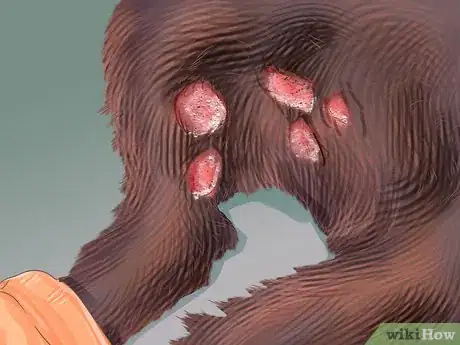 Image titled Diagnose Seasonal Allergies in Cats Step 4