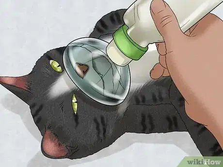 Image titled Spot and Treat Feline Asthma Step 5