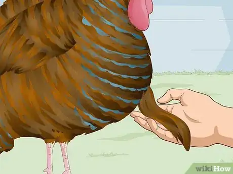Image titled Sex Turkeys Step 14