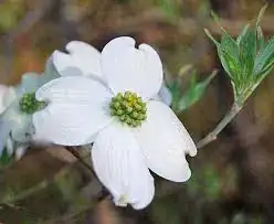 Image titled Dogwood4