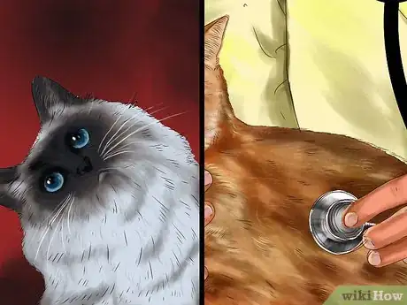 Image titled Give Ronidazole to Cats with Trichomoniasis Step 10