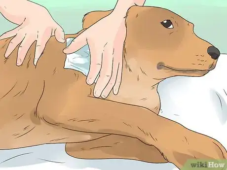 Image titled Care for Your Gun Dog Step 13