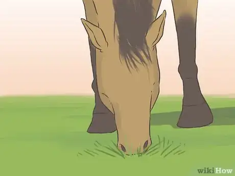 Image titled Get a Horse Fit Step 17