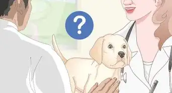 Pick the Best Dog Food