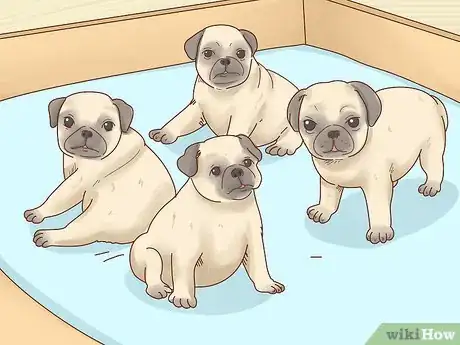 Image titled Choose a Pug Step 4