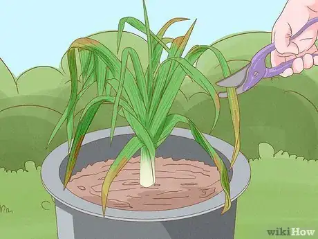 Image titled Grow Leeks from Leeks Step 13