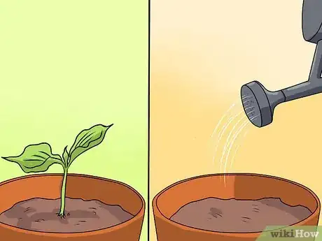 Image titled Grow Coleus Step 11