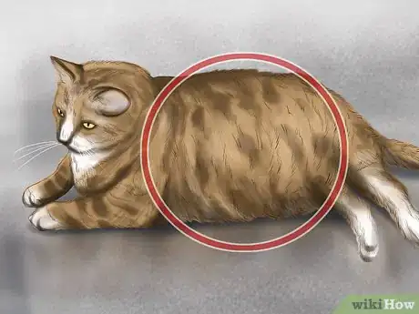 Image titled Pick a Healthy Adult Cat Step 11