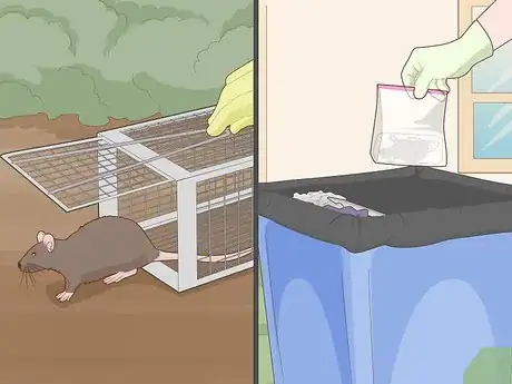 Image titled Get Rid of Rats Without Harming the Environment Step 6