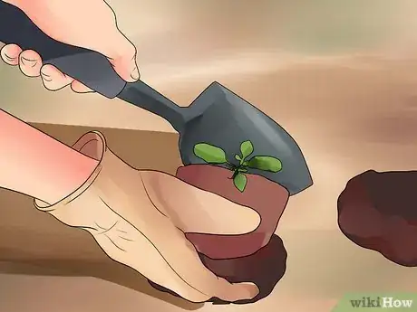 Image titled Grow Cleome Step 11