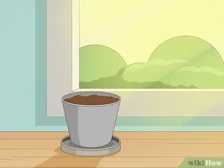 Image titled Grow Sundews Step 17