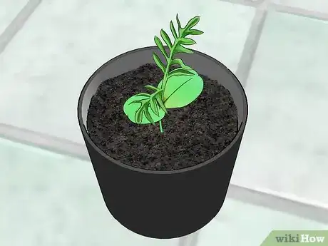 Image titled Grow Valerian Step 4