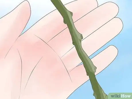 Image titled Prune Grape Vines Step 13