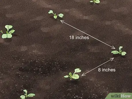 Image titled Grow Endive Step 11