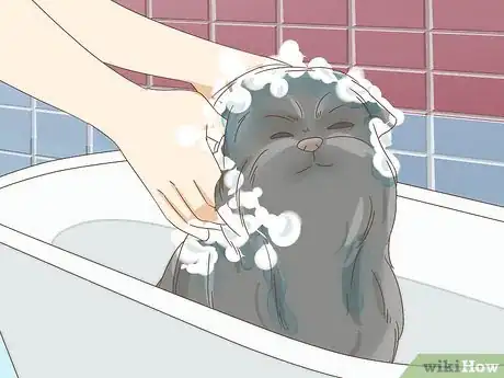 Image titled Groom an Affenpinscher Step 18