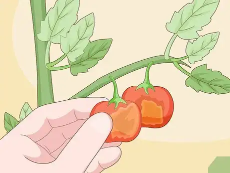 Image titled Identify Tomato Plant Diseases Step 7