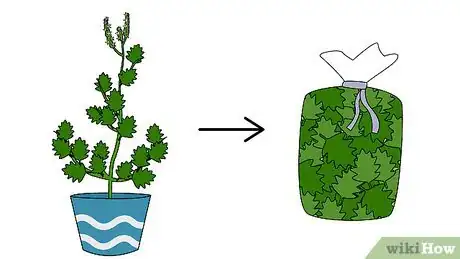 Image titled Grow Patchouli Step 19