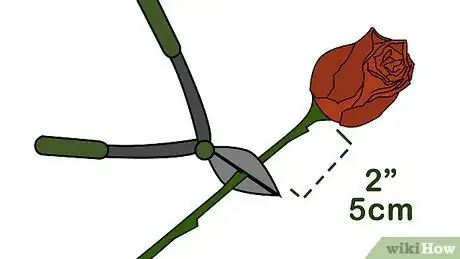 Image titled Dry Roses Step 9