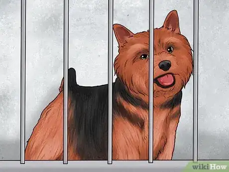 Image titled Identify a Norwich Terrier Step 12