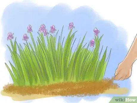 Image titled Take Care of Irises when Their Flowers Die Step 12