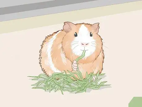 Image titled Change a Guinea Pig's Diet Step 11