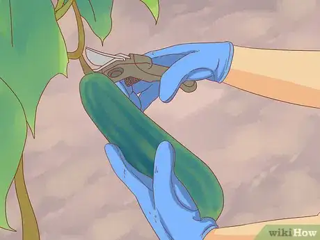 Image titled Grow Cucumbers Step 22