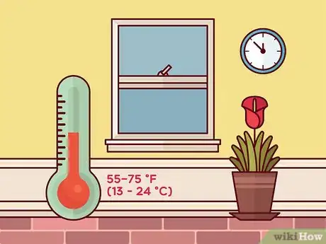 Image titled Get Calla Lilies to Flower Step 2