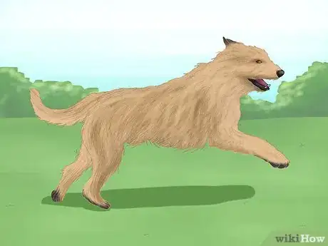 Image titled Identify a Berger Picard Step 11