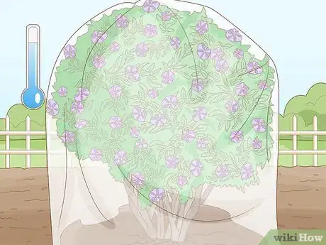Image titled Care for a Purple Flower Potato Bush Step 13