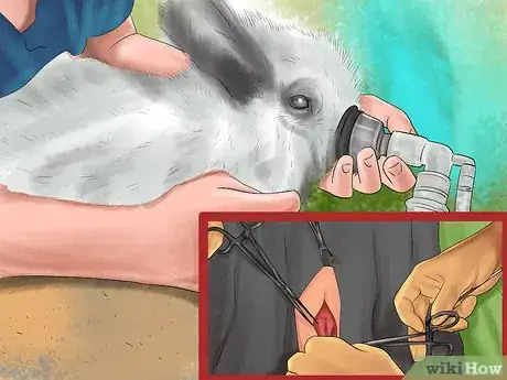 Image titled Get Rabbits Spayed or Neutered Step 9