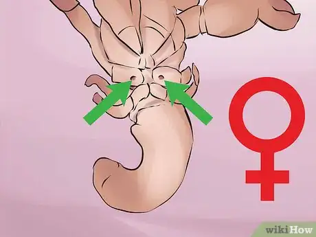 Image titled Breed Hermit Crabs Step 9