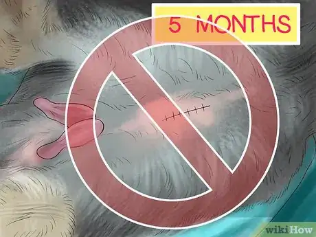 Image titled Get Rabbits Spayed or Neutered Step 8