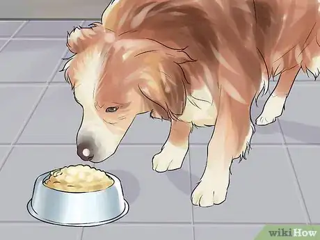 Image titled Do Short Training Sessions with Your Hunting Dog Step 2