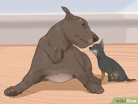 Image titled Dog‐Sit when You Have a Small Pet Step 4