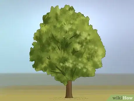 Image titled Buy an Oak Tree Step 10