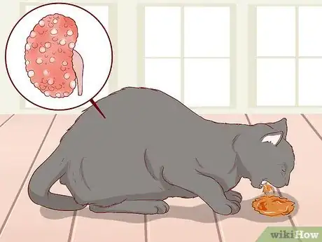 Image titled Take Care of a Chartreux Cat Step 7