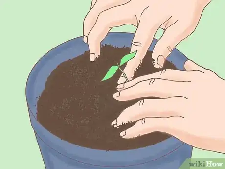 Image titled Plant a Lemon Seed Step 22
