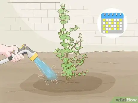 Image titled Grow Rainbow Eucalyptus Step 16