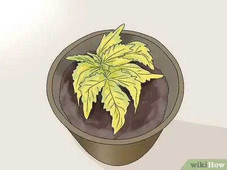 Image titled Fix Common Indoor Herb Garden Problems Step 5